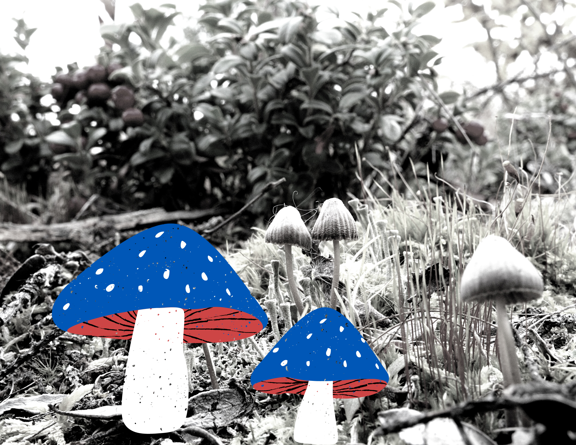 Black and white photo of mushrooms in a forest. Two of the mushrooms stand out in blue and red.
